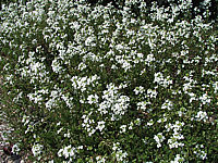 Arabis%20procurrens%20Glacier.JPG