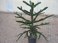 Araucaria%20araucana%20%20125cm%20001.JPG