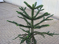 Araucaria%20araucana%20%20125cm%20003.JPG