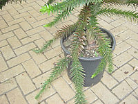 Araucaria%20araucana%20%20125cm%20004.JPG