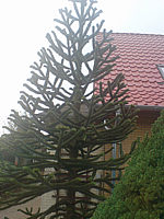 Araucaria%20araucana%20%20Sol.jpg