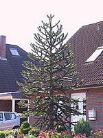 Araucaria%20araucana%20%20ca%207m.JPG