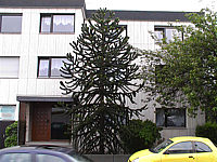 Araucaria%20araucana%20-%20Sol%20in%20Bonn.jpg