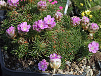 Armeria%20juniperifolia%2001.jpg