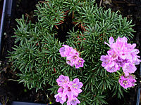 Armeria%20juniperifolia%2002.jpg