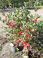 Aronia%20melanocarpa%20-%20Herbst.JPG