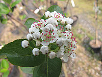 Aronia%20melanocarpa%20Viking%20-%20Bluete%20nah.JPG