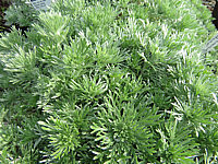 Artemisia%20schmidtiana%20Nana%2002.JPG