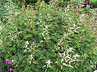 Aruncus%20aethusifolius%20-%20Sol%20bluehend.JPG