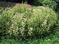 Aruncus%20aethusifolius%20-%20Sol.JPG