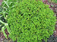 Aruncus%20aethusifolius%201.JPG