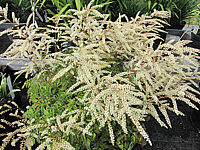 Aruncus%20aethusifolius%20Johannisfest%20bluehend.JPG