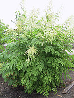 Aruncus%20dioicus%20-%20Sol.jpg