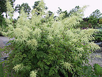 Aruncus%20dioicus%20-%20bluehend1.JPG