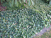 Asarum%20europaeum%2001.JPG