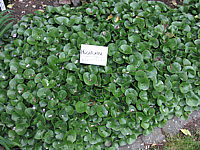 Asarum%20europaeum%2002.JPG