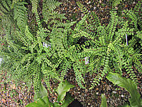 Asplenium%20trichomanes%2001.JPG