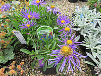 Aster%20alpinus%20Dunkle%20Schoene.JPG