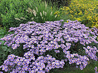 Aster%20amellus%20Gluecksfund1.JPG