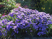 Aster%20amellus%20Gluecksfund2.JPG