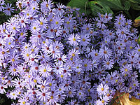 Aster%20cordifolius%20Little%20Carlow%20Macro.JPG