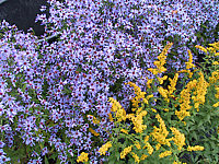 Aster%20cordifolius%20Little%20Carlow1.JPG