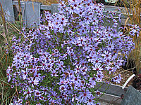 Aster%20cordifolius%20Little%20Carlow2.JPG