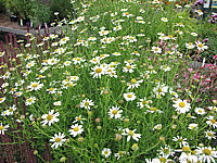 Aster%20ericoides%20Hug1.JPG