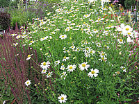 Aster%20ericoides%20Hug2.JPG