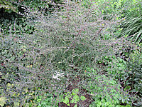 Aster%20laterifolius%20Lady%20In%20Black%20-%20Sol.JPG