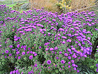 Aster%20novae-angliae%20Purple%20Dome%20-flaechig.JPG