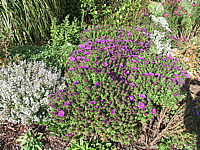 Aster%20novae-angliae%20Purple%20Dome%20-knospig.jpg