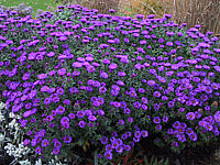 Aster%20novae-angliae%20Purple%20Dome%201.JPG