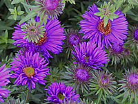 Aster%20novae-angliae%20Purple%20Dome%20Macro%20bearb.jpg