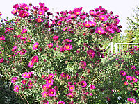 Aster%20novae-angliae%20Rubinrot%20nah.jpg