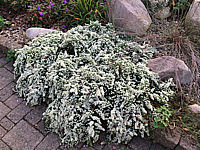 Aster%20pansos%20Snowflurry%2002.JPG