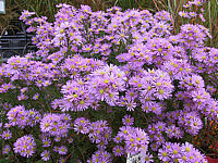 Aster%20pringlei%20Luebeck%201.JPG