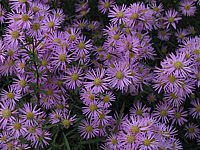 Aster%20pringlei%20Luebeck%202.JPG