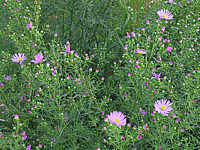 Aster%20pringlei%20Luebeck%203%20knospig.JPG