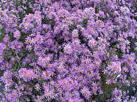 Aster%20pringlei%20Pink%20Star%2001.JPG
