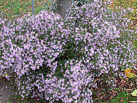 Aster%20pringlei%20Pink%20Star%2002.JPG