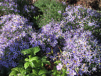 Aster%20sedifolius%20Nanus%20-%20Beet%202.jpg