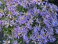 Aster%20sedifolius%20Nanus%20-nah.JPG