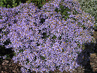 Aster%20sedifolius%20Nanus%20-nah1.jpg