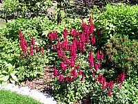 Astilbe%20arendsii%20Fanal%20%2050cm%20bluehend.jpg