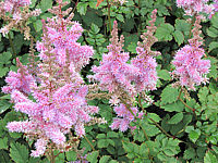 Astilbe%20chinensis%20Pumila%20bluehend%20nah.JPG