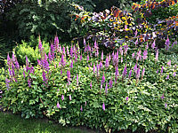 Astilbe%20chinensis%20Pumila%20flaechig%20bluehend.JPG
