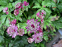 Astrantia%20major%20Elmblut%20Bluetenmacro.jpg