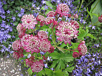 Astrantia%20major%20Rot%20Bluetenmacro.JPG
