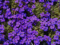 Aubrieta%20Drayton.jpg